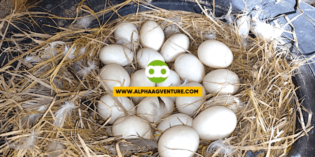 Mabubugok ba ang mga Itlog na Nililimliman o Nasa Incubator Kapag May Lindol o Earthquake?