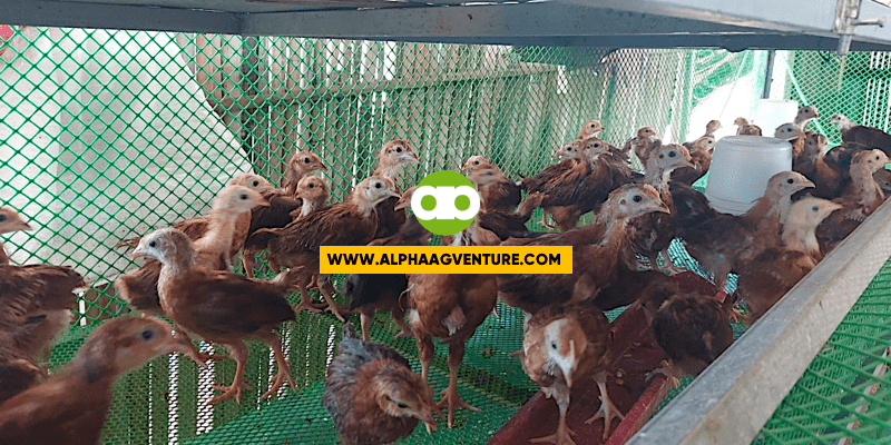 PROMO UNTIL SEPTEMBER 4, 2022- 7-WEEK-OLD RHODE ISLAND RED COCKERELS AND PULLETS