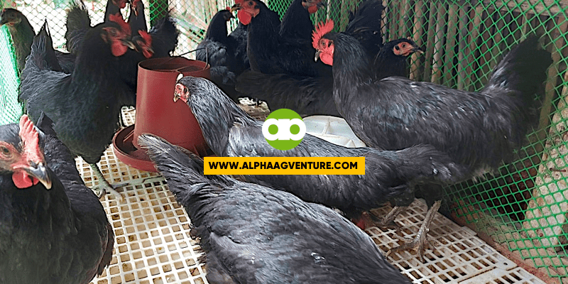 PROMO Until September 4, 2022- Laying and Breeding Purebred BLACK AUSTRALORP Chickens