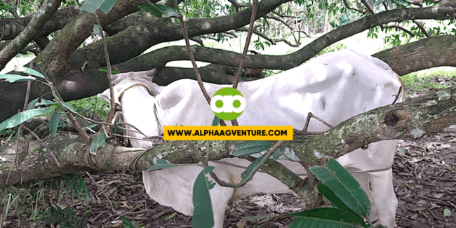 Paano Ginagawa ang Artificial Insemination sa Baka