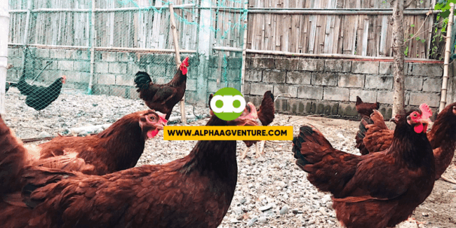 Paano Mo Malalaman If Productive sa Pangingitlog ang mga Rhode Island Red Hens Mo