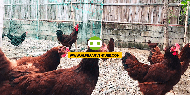 Paano Mo Malalaman If Productive sa Pangingitlog ang mga Rhode Island Red Hens Mo