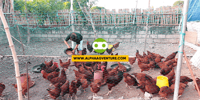 Paano Mo Malalaman If Tapat ang Seller sa Sinasabi Niyang Edad ng mga Rhode Island Red Niya 2