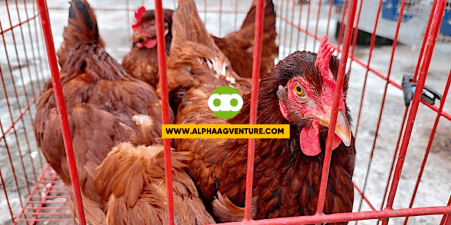 Purebred Vs. Hybrid Rhode Island Red- Alin Ang Para Sa Iyo?