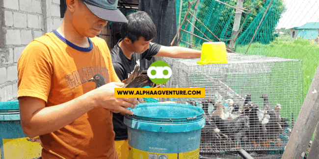 Safe Bang Nakakalipad Outside the Aviary ang mga Kalapati Mo If May Alaga Kang Ibang Poultry Animal?