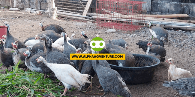 September 2022 Q&A Tungkol sa Pag-aalaga ng Guinea Fowl o Bengala