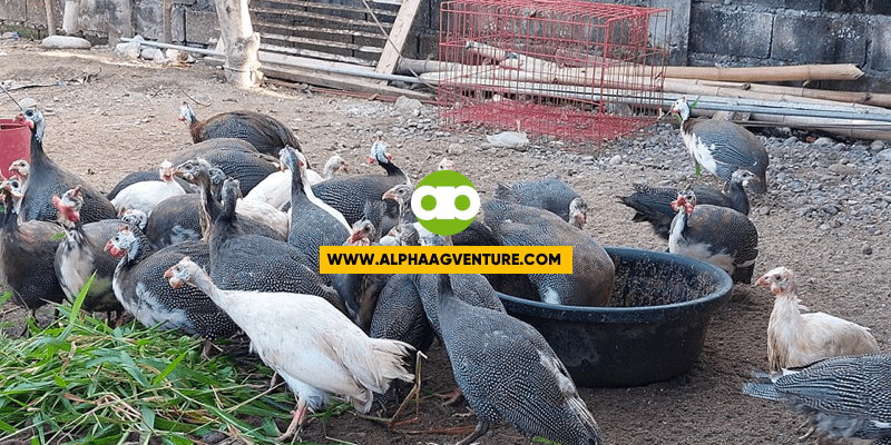 September 2022 Q&A Tungkol sa Pag-aalaga ng Guinea Fowl o Bengala