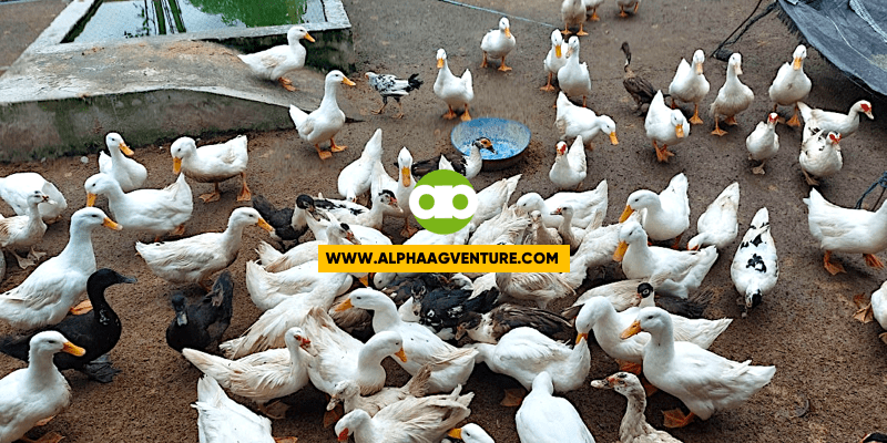 Tatanggihan Na o Pagbibigyan Pa Rin ang Kamag-anak na Madalas Humihingi ng Libreng Ducks?