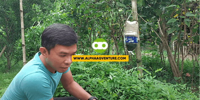 The Best na Legumbre Para sa Gatasin at Nagpapasusong Kambing at Tupa