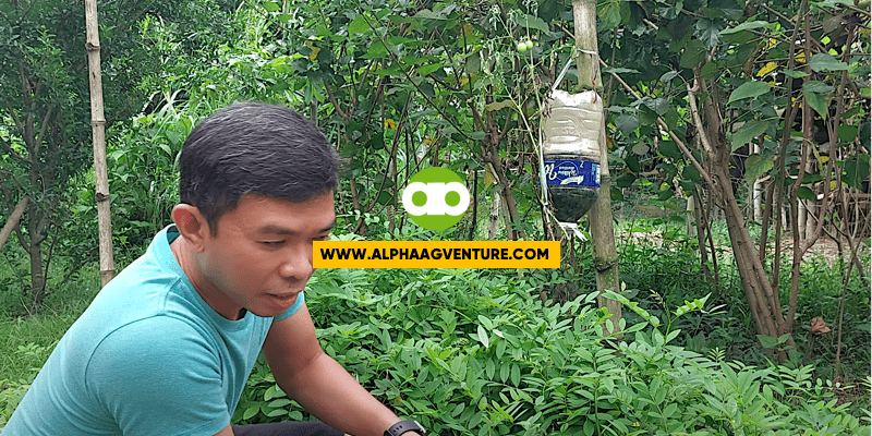 The Best na Legumbre Para sa Gatasin at Nagpapasusong Kambing at Tupa