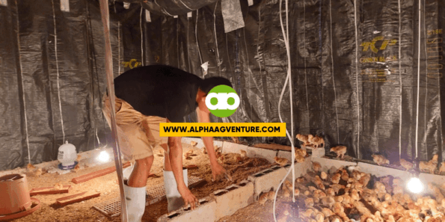 Ano ang mga Dapat Tandaan at Bantayan sa Unang Araw ng mga Sisiw sa Brooding Pen?