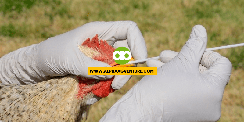 ANO ANG KASALUKUYANG ESTADO NG AVIAN INFLUENZA O BIRD FLU SA PILIPINAS?