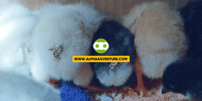 ANO ANG VENT PASTING AT PAANO ITO MAIIWASAN