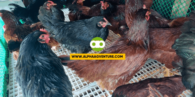 How to Protect ang Ating mga Rhode Island Red sa Bird Flu o Avian Influenza?