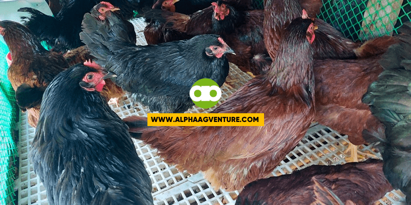 How to Protect ang Ating mga Rhode Island Red sa Bird Flu o Avian Influenza?