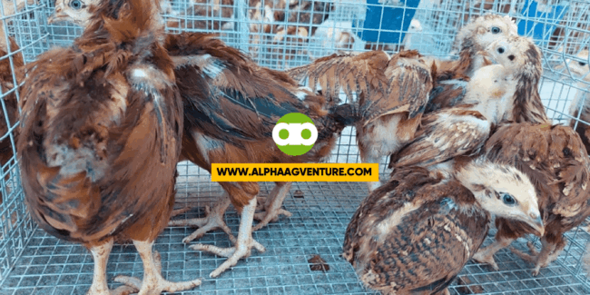 Pwede Bang Mag-Transport ng Poultry at Poultry By-Products Ngayong May Bird Flu?