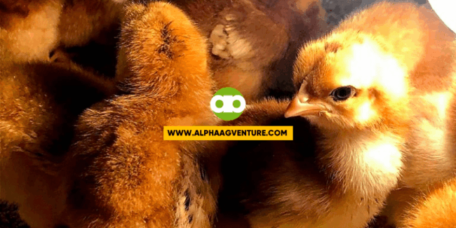 Tips Bago Bumili ng Rhode Island Reds