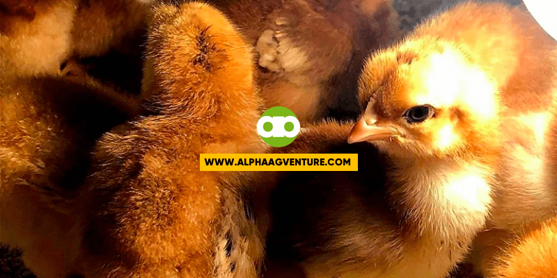 Tips Bago Bumili ng Rhode Island Reds