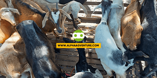 4 na Bagay na Aking Ginagawa Bago Ideliver ang mga Kambing sa Customer