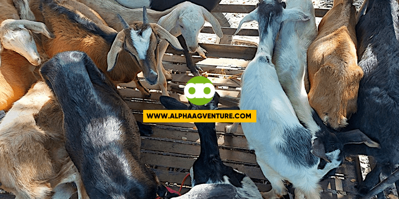 4 na Bagay na Aking Ginagawa Bago Ideliver ang mga Kambing sa Customer