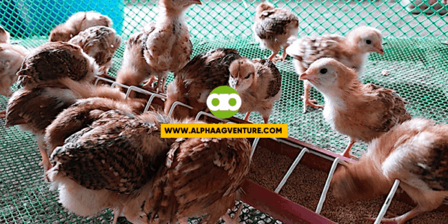 Ano ang Stocking Density o Space Requirement Para sa mga Rhode Island Red?