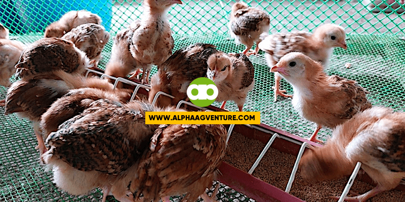 Ano ang Stocking Density o Space Requirement Para sa mga Rhode Island Red?