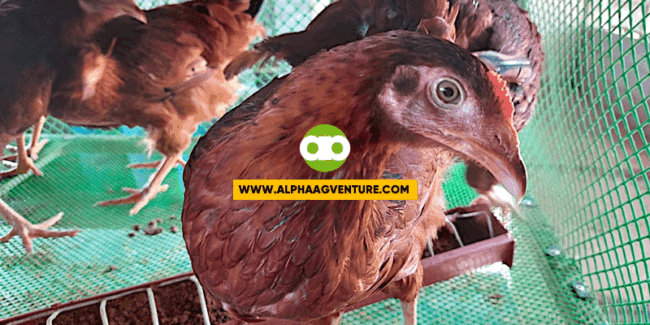 Alpha Agventure's Stocking Density or Space Requirement for Free-Range Chickens as of January 2023