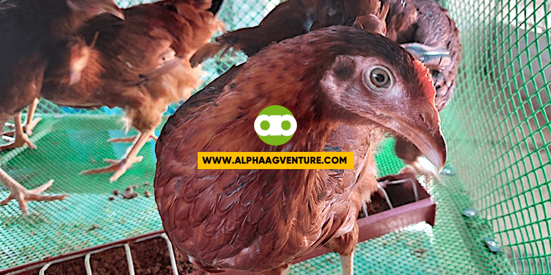 Alpha Agventure's Stocking Density or Space Requirement for Free-Range Chickens as of January 2023