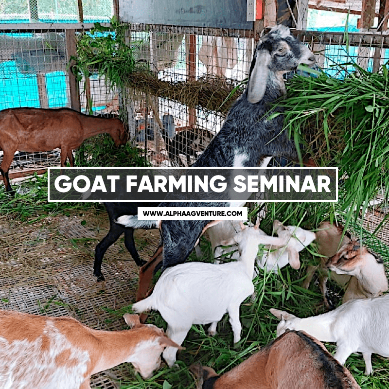 Best Goat Farming Seminar in the Philippines