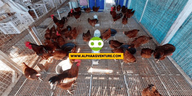 Paano Sanayin ang mga Rhode Island Red na Hindi Matulog sa mga Pugad?