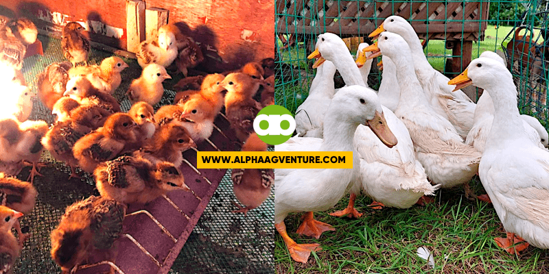 Preparation and Delivery for 50 Month-Old Rhode Island Red Chicks and Pekin Duck Breeders
