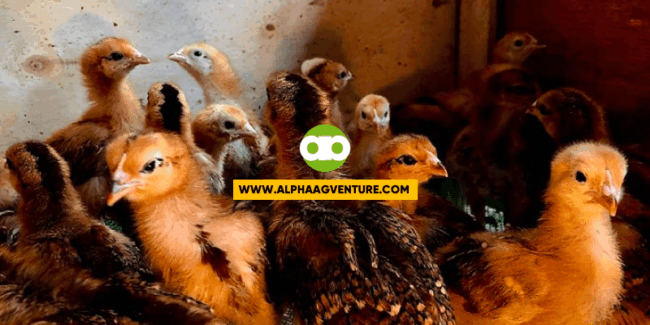 Preparation and Delivery of 400 Rhode Island Red Cockerels and Pullets