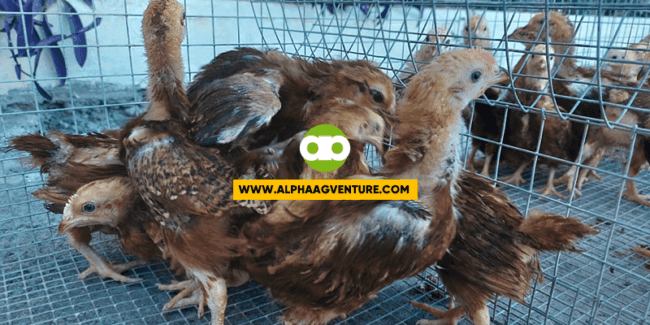 REGISTER NOW - Online Chicken Farming Business Seminar on April 1, 2023