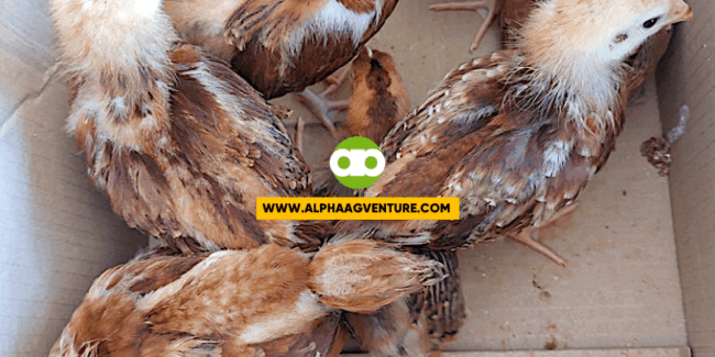 5 Bagay Na Dapat Tandaan Kapag Bibili ng Rhode Island Red Chicks