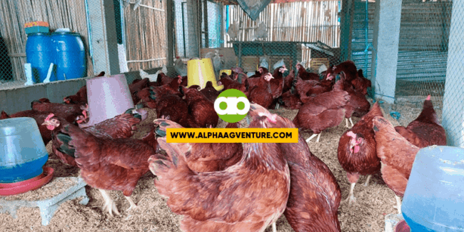 APRIL 1, 2023- Online Chicken Farming Business Seminar featuring the Rhode Island Red Chicken