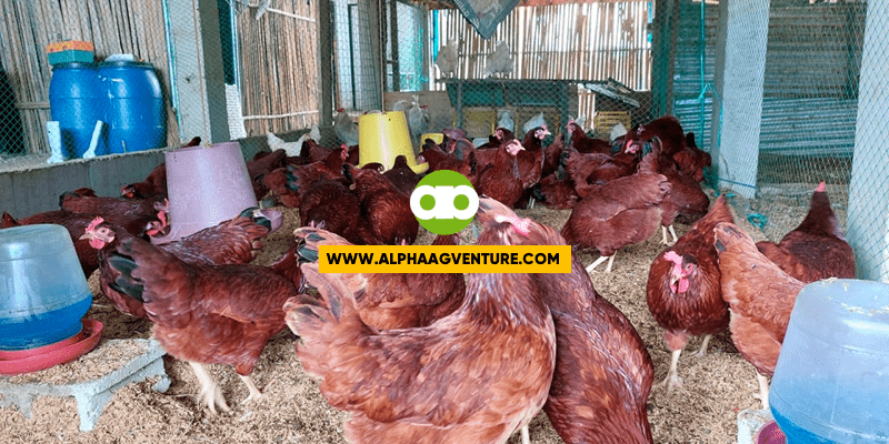 APRIL 1, 2023- Online Chicken Farming Business Seminar featuring the Rhode Island Red Chicken