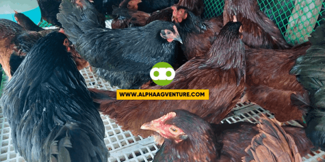 Rhode Island Red and Black Australorp Chickens