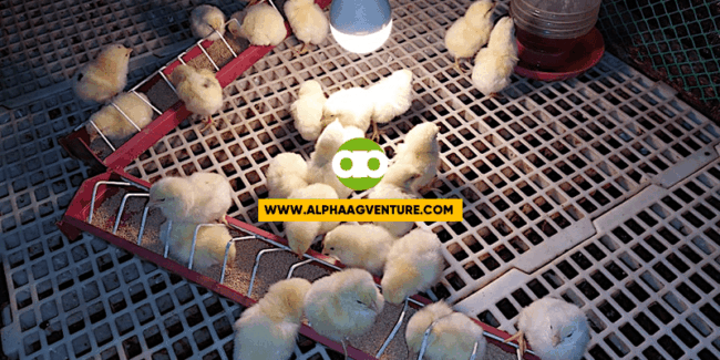 Ano ang CROP CHECKING at Bakit Kailangan Itong Gawin sa Brooding Stage ng Chicks?