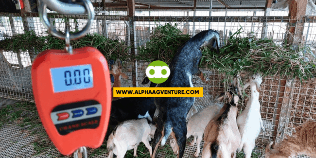 goat diarrhea remedy