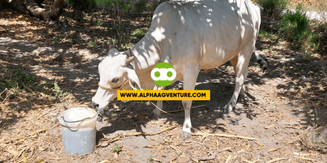 Anong Gagawin Kapag Hindi Sanay Kumain ng Cattle Feeds ang Bagong Biling Baka?