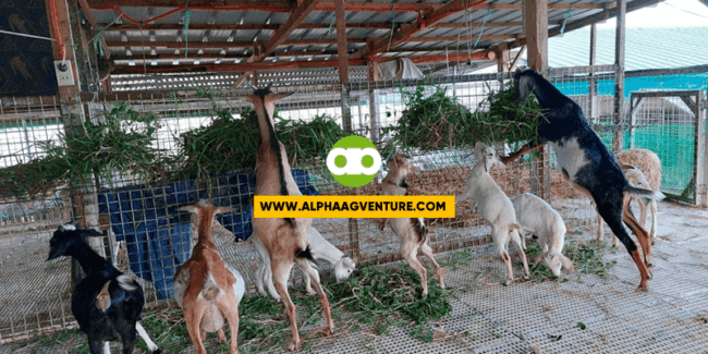 Goat Breeding Season
