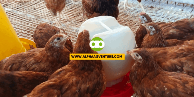 Rhode Island Red Chickens