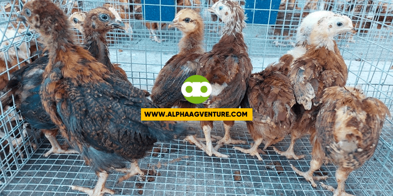 Bakit Hindi Pwedeng Gamiting Breeders ang mga F1 na Rhode Island Red?