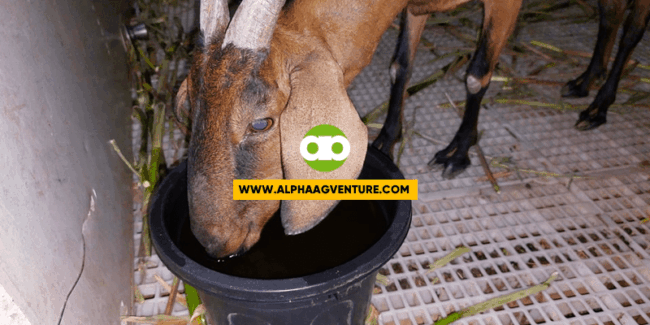 Bakit Naging Quarterly ang Pagpupurga ko ng Kambing at Tupa Mula sa Dating Monthly?