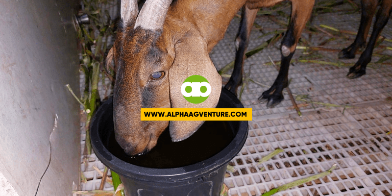 Bakit Naging Quarterly ang Pagpupurga ko ng Kambing at Tupa Mula sa Dating Monthly?