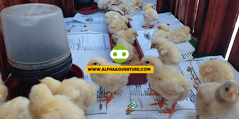 Gusto mo bang malaman kung paano ko nagawang below 5% ang mortality rate ko sa pag-aalaga ng Cobb500 or broiler chickens? Watch this video.