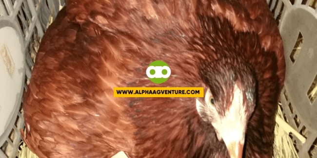 Paano Ko Tinatanggal ang Ganang Maglimlim ng Aking mga Black Australorp at Rhode Island Red?