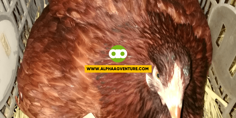 Paano Ko Tinatanggal ang Ganang Maglimlim ng Aking mga Black Australorp at Rhode Island Red?