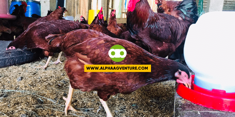 Paano Malalaman If Matanda na ang Rhode Island Red Hen na Ibinebenta sa Iyo?