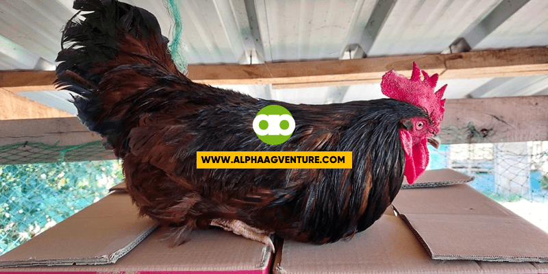 Rhode Island Red Rooster